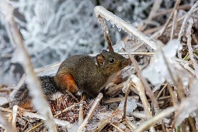 《星之海洋6》Steam国区398元 采用D加密技术